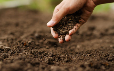 Sol d'un potager préparé pour la nouvelle saison